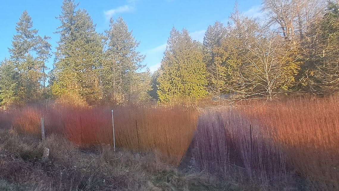 Salix Dasyclados, 10 Dormant Willow Cuttings