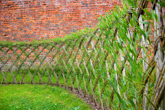 Dasyclados, Living Willow Rods